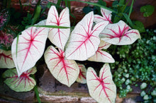 Load image into Gallery viewer, Caladium Leaves Pencil Skirt