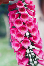 Load image into Gallery viewer, Bell Flowers All-Over Print Women's One-piece Swimsuit | Double-sides Printed