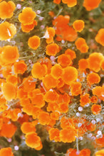Load image into Gallery viewer, Golden Poppies Scarf