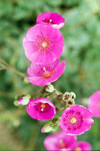 Load image into Gallery viewer, Pink Flowers Pencil Skirt