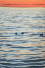 Load image into Gallery viewer, Golden Gate Bridge Swimsuit