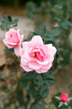 Load image into Gallery viewer, Pink and Yellow Roses Leggings