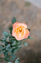 Load image into Gallery viewer, Pink and Yellow Roses Leggings