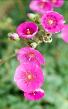 Load image into Gallery viewer, Pink Flowers All-Over Print Women's One-piece Swimsuit