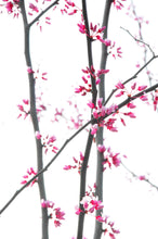 Load image into Gallery viewer, Cherry Blossom Ao Dai