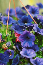 Load image into Gallery viewer, Purple Flowers Scarf