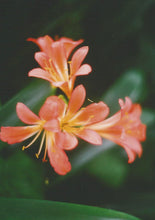 Load image into Gallery viewer, Orange Flowers Ao Dai