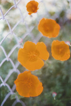 Load image into Gallery viewer, Golden Wildflowers All-Over Print Women's One-piece Swimsuit | Double-sides Printed