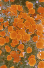 Load image into Gallery viewer, Golden Wildflowers All-Over Print Women's Satin Kimono Robe