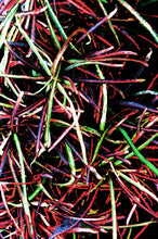 Load image into Gallery viewer, Hawaii Plant Bikini