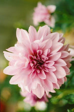 Load image into Gallery viewer, Custom Underwear Pink flowers
