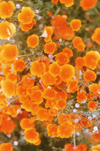 Load image into Gallery viewer, Golden Poppies Scarf
