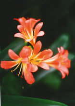 Load image into Gallery viewer, Orange Flowers Skater Dress
