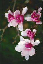 Load image into Gallery viewer, Violet and White Flowers Scarf
