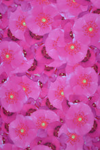 Load image into Gallery viewer, Pink Flowers One Piece Swimsuit
