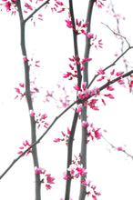 Load image into Gallery viewer, Cherry Blossom Tree Kimono/Wedding Robe
