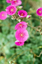 Load image into Gallery viewer, Pink Flowers One Piece Swimsuit
